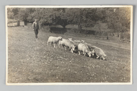 Beatrix Potter Shepherd And Sheep At A Show 242421 National Trust 