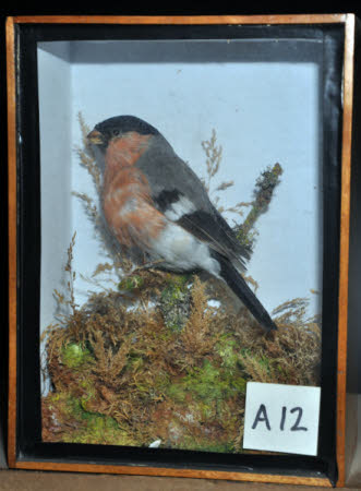 Bullfinch
