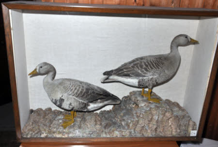 White-fronted goose