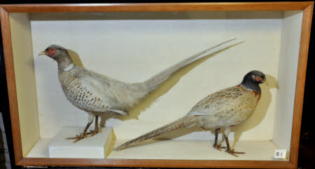 Pheasant