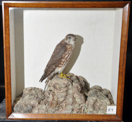Merlin