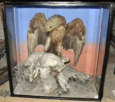Taxidermy display