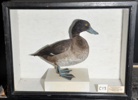 Tufted duck