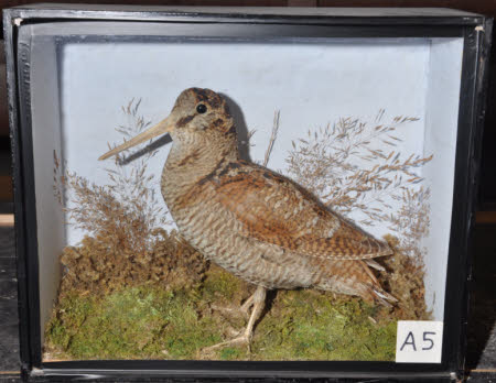Woodcock