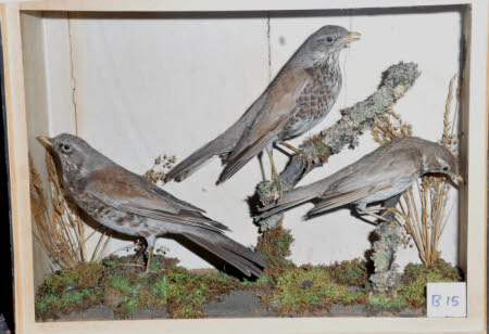 Fieldfare