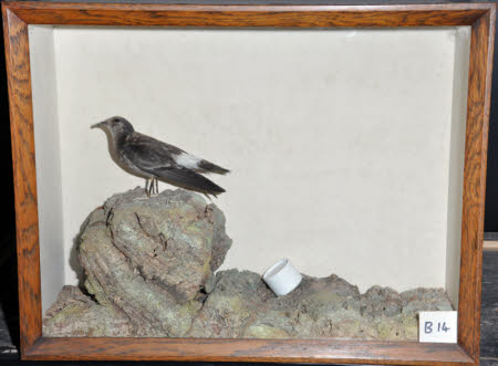 Storm petrel