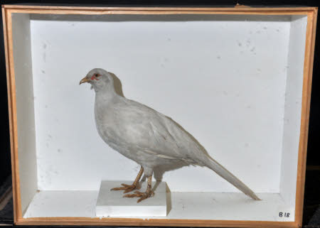 Albino pheasant