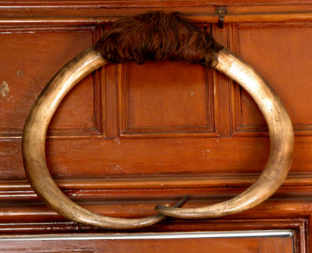 Cattle horn