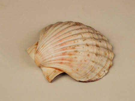 Scallop shell