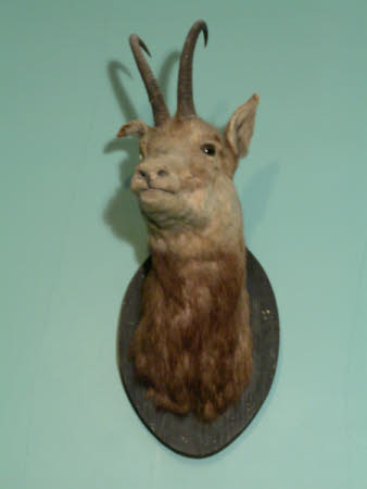 Chamois head