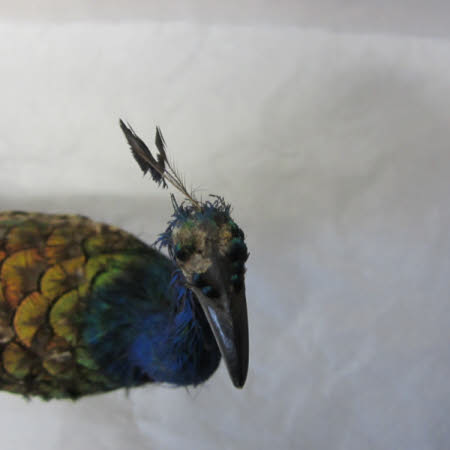 National Trust Museum of Childhood © National Trust / Sue Fraser