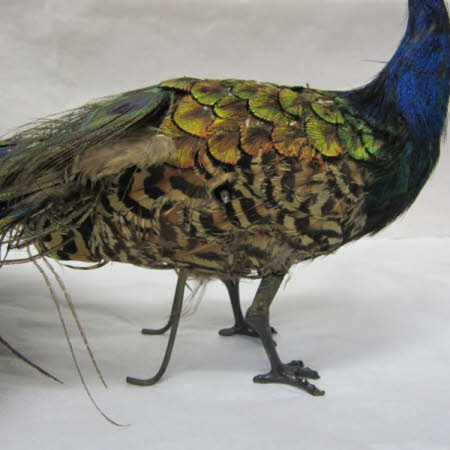 National Trust Museum of Childhood © National Trust / Sue Fraser