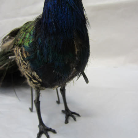 National Trust Museum of Childhood © National Trust / Sue Fraser