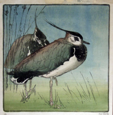 Two plovers