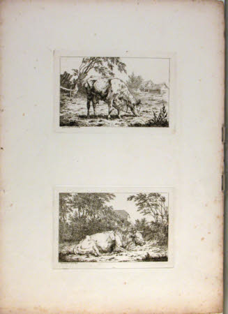 A cow in a field wearing a harness