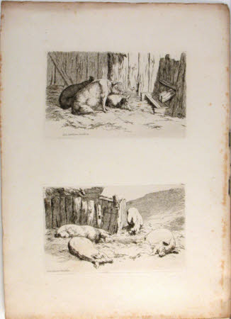 Pigs
