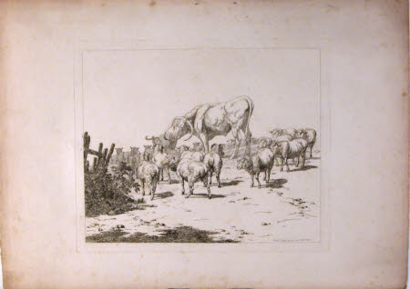 Two longhorn cattle amongst a flock of sheep