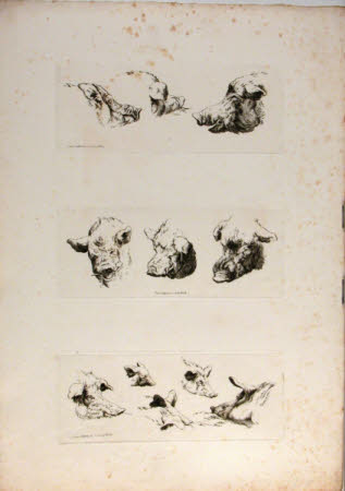 Pigs
