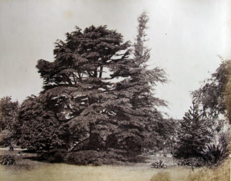 Cedar Tree in Bank House Garden