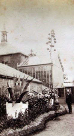 Aloe at Siblands Holme, Wisbech