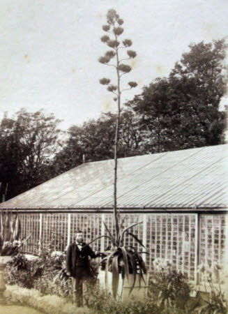 Aloe at Siblands Holme, Wisbech
