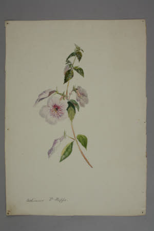 A Plant (Achimenes Dr Happs)