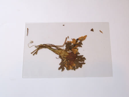 Pressed flowers