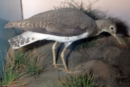 Bird