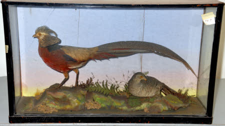 Golden pheasant