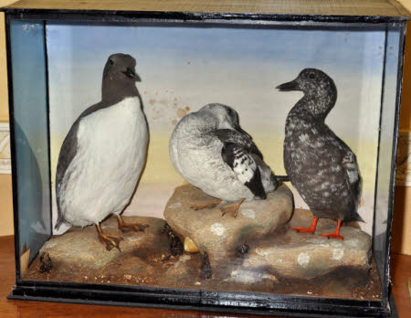 Common guillemot