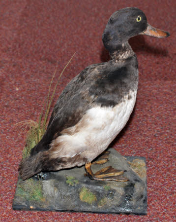 Tufted duck