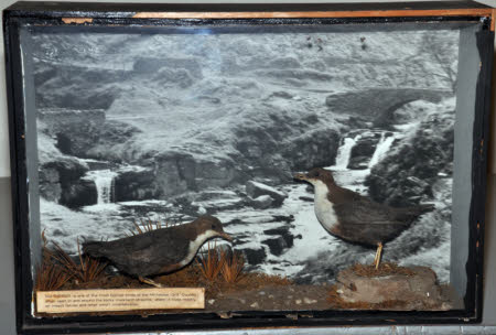 Taxidermy display case