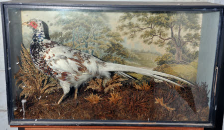Pheasant