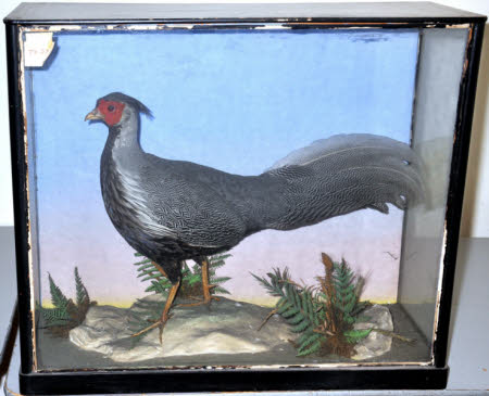 Pheasant