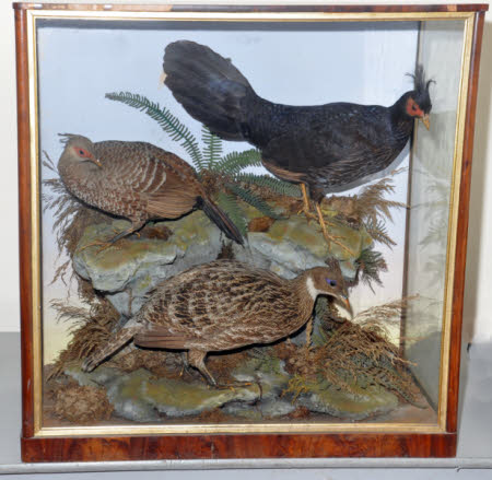 Pheasant