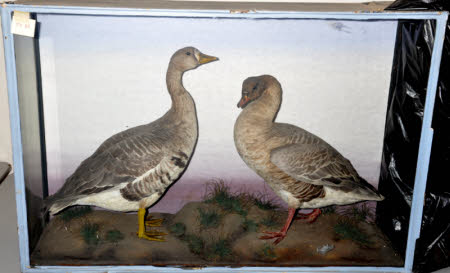 White-fronted goose
