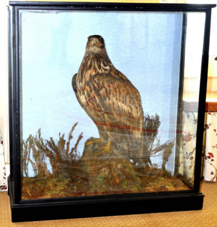 Golden eagle