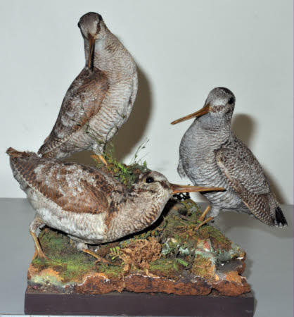 Woodcock