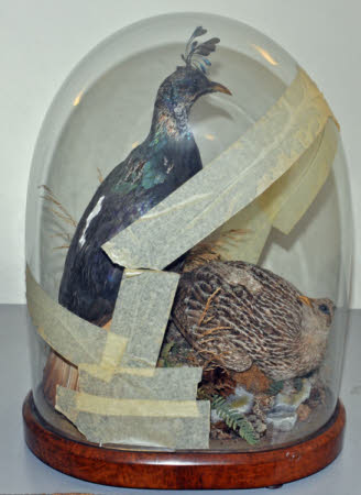 Himalayan monal