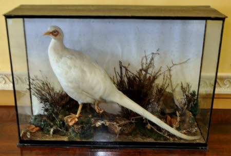 Pheasant