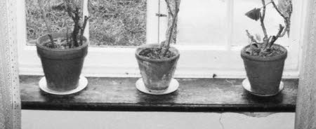 Flower pot