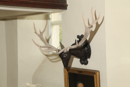 Deer head