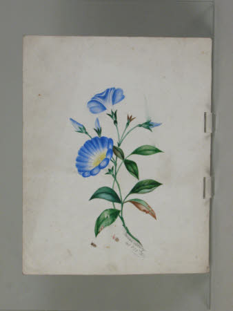 Morning Glory