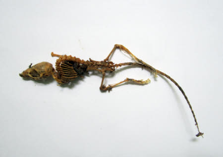 Skeleton