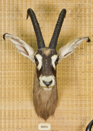 Roan Antelope Head