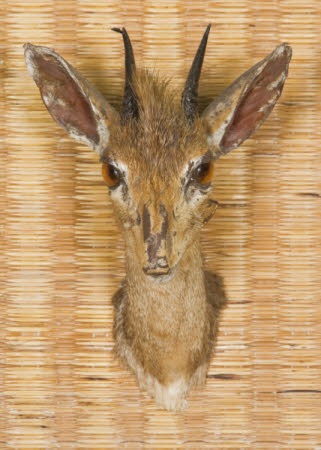 Dik Dik