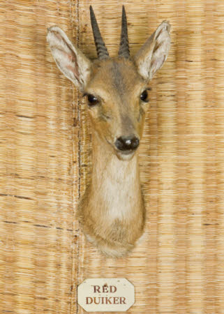 Red Duiker