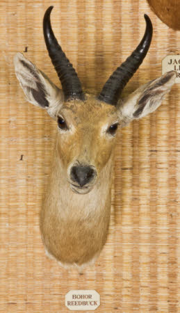 Bohor Reedbuck