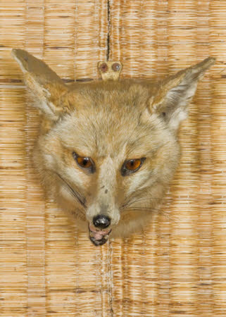 Cape fox head
