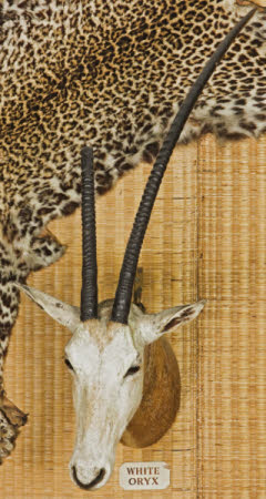 Arabian oryx head